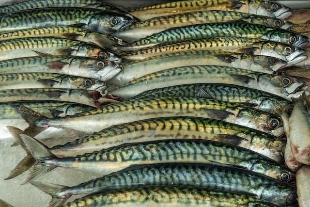 Sardines