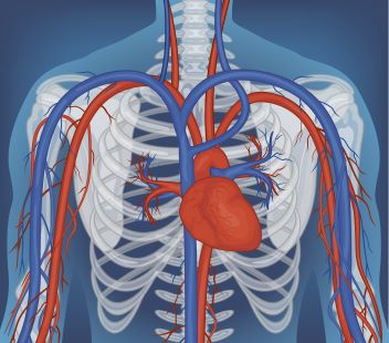 sport garantie de santé: système cardiovasculaire