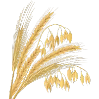 Blé