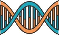 ADN