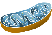 Mitochondrie