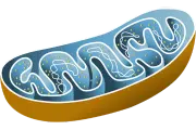 Mitochondrie