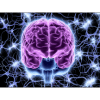 Cerveau