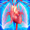 Système cardio-vasculaire