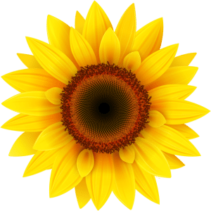 Tournesol