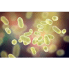 ils perturbent le microbiote